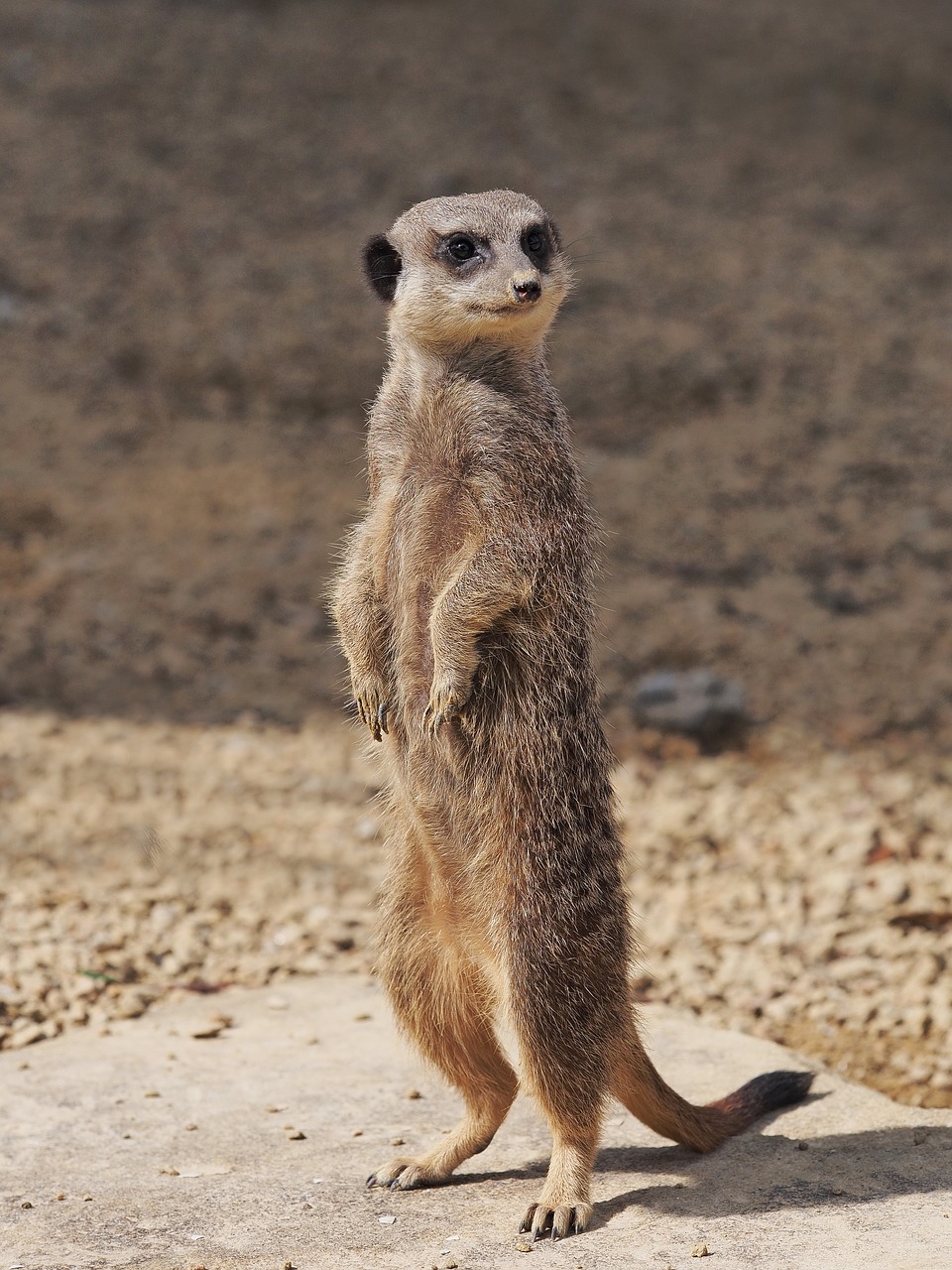 meerkat standing portrait free photo