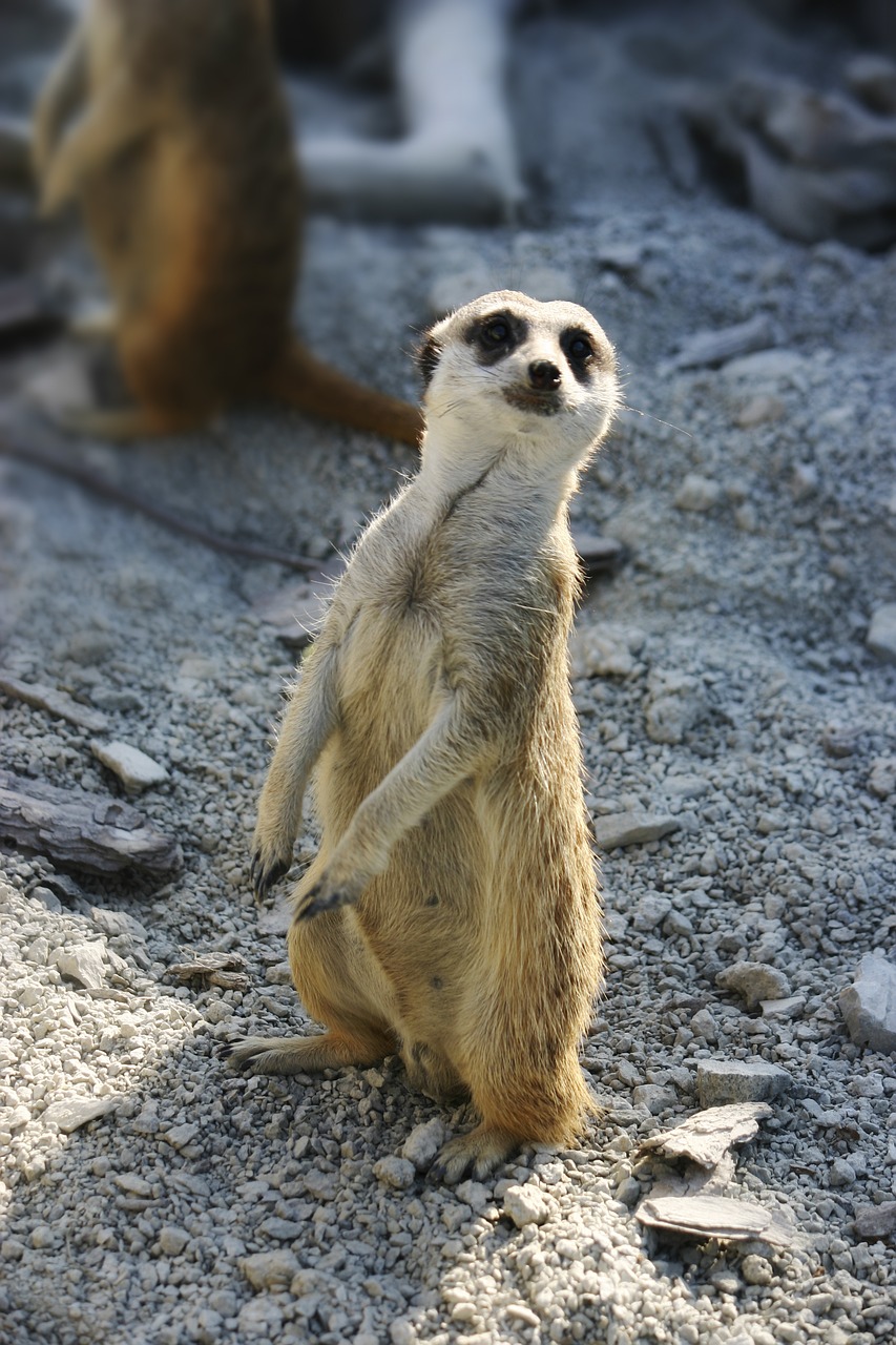 meerkat observer the zoo free photo