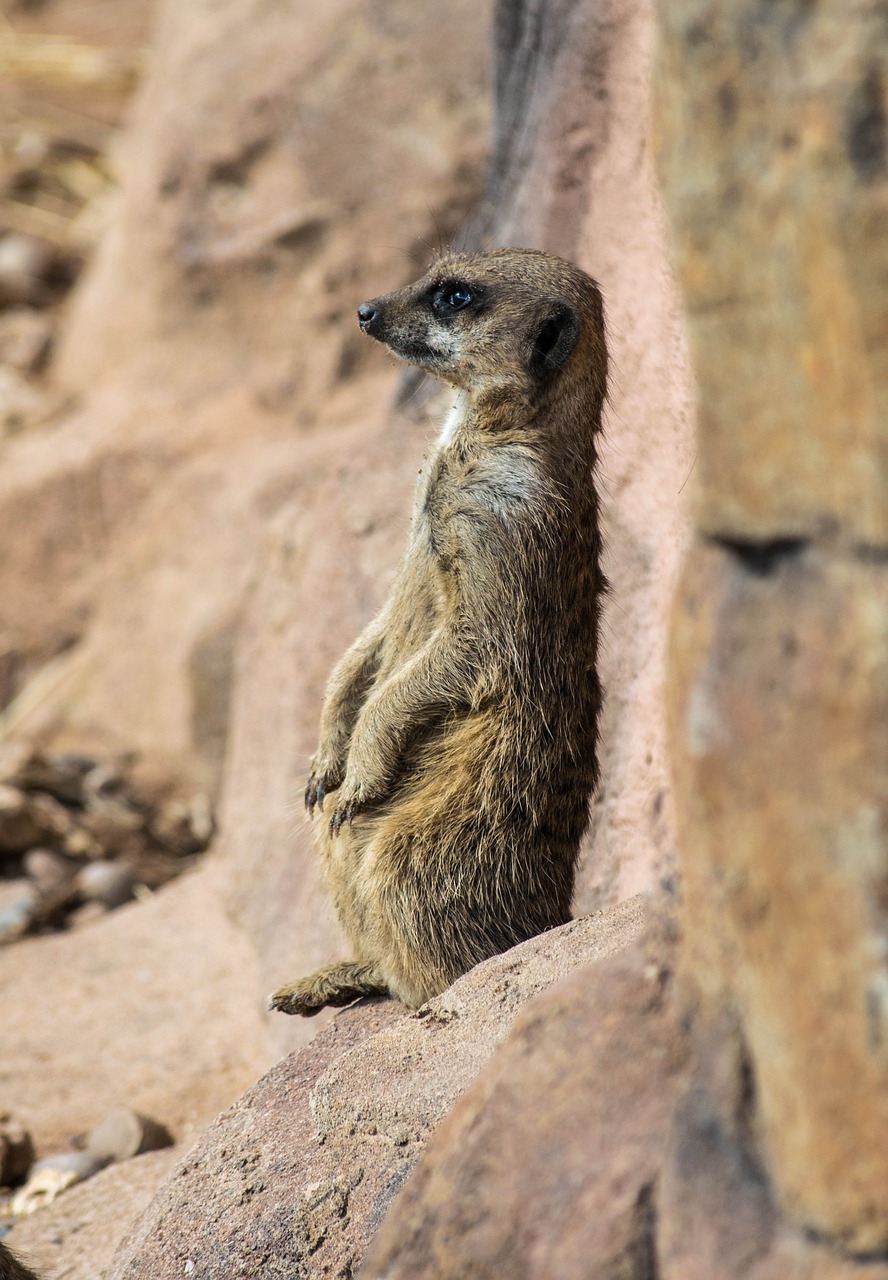 meerkat zoo mammal free photo