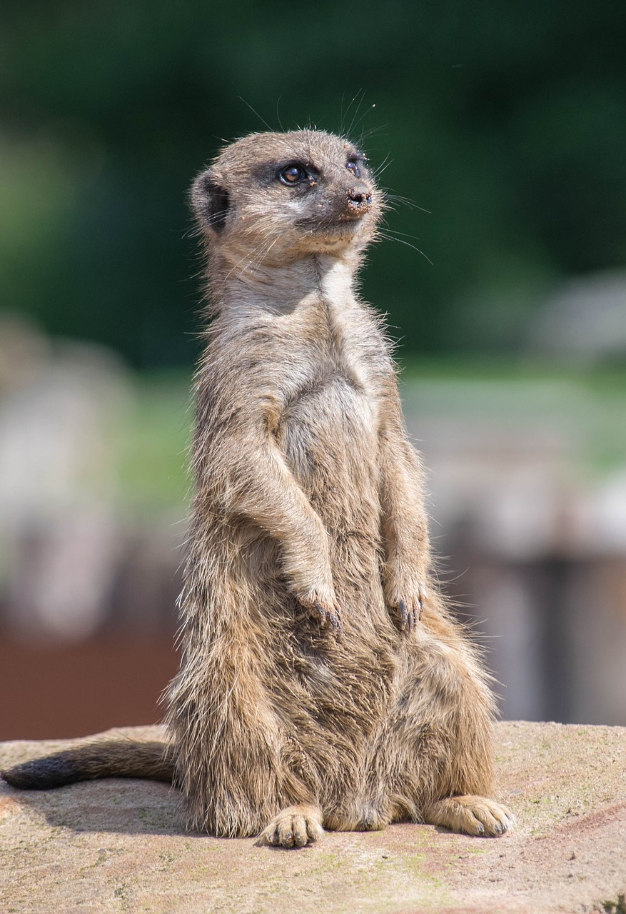 meerkat zoo watchful free photo