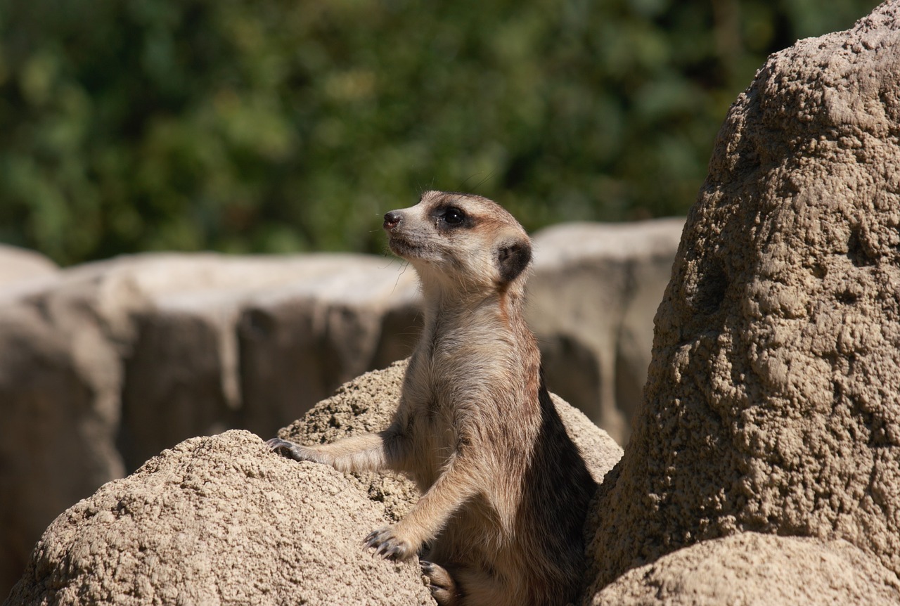 meerkat zoo sweet free photo