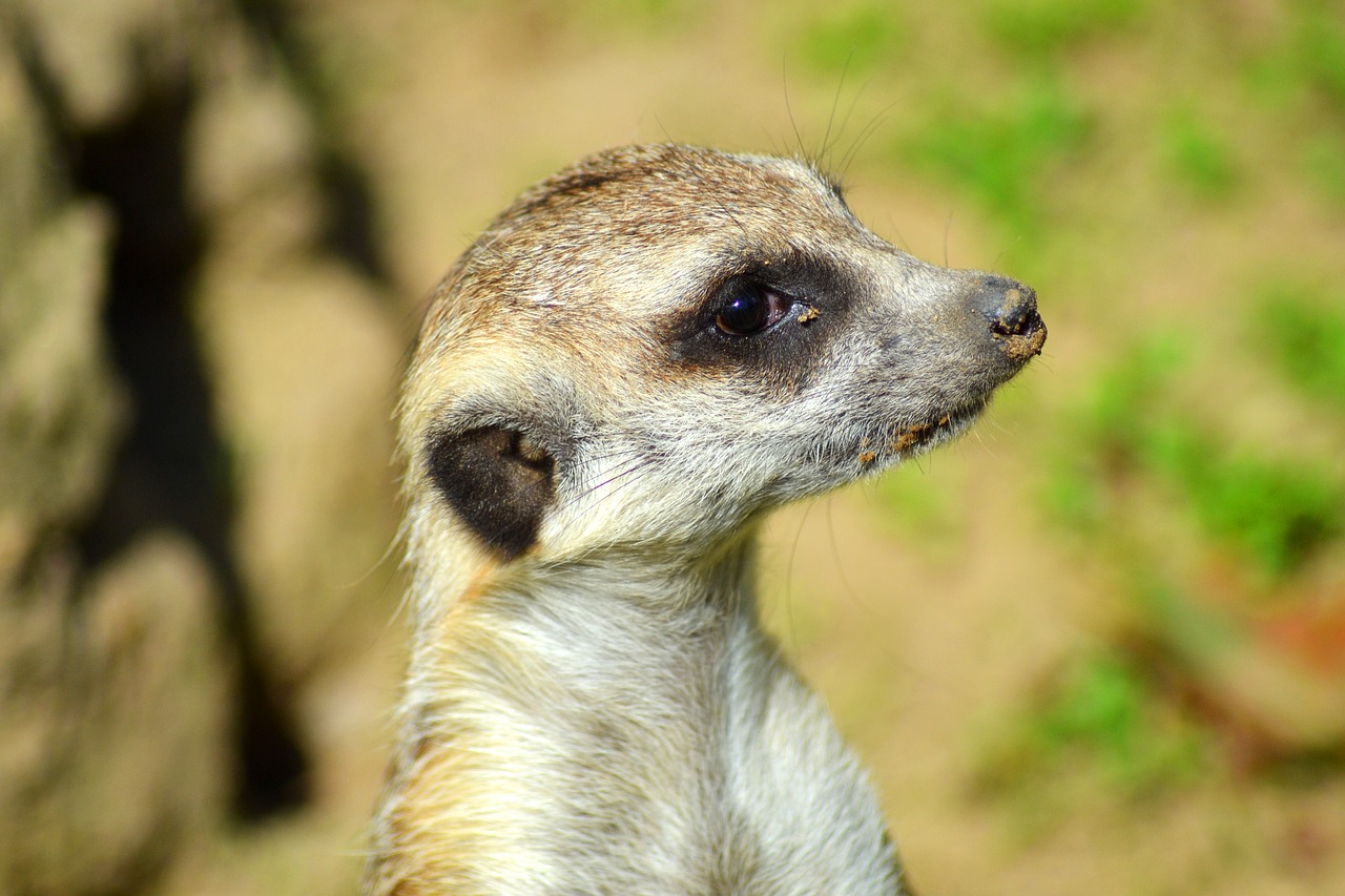 meerkat animal curious free photo