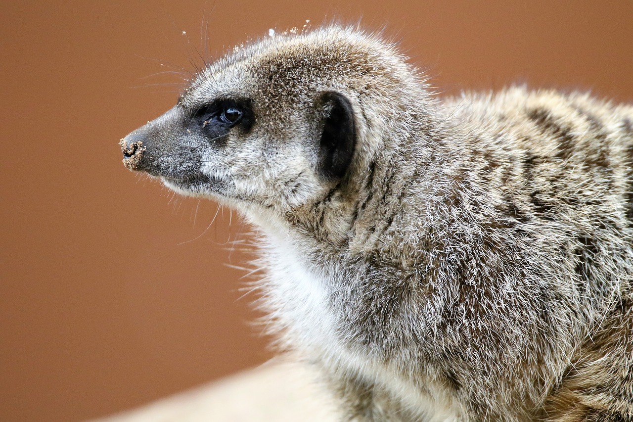 meerkat small mongoose free photo