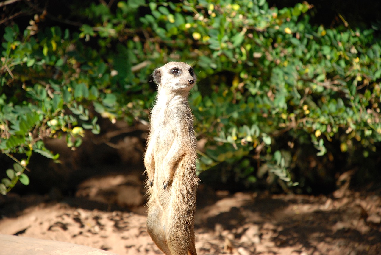 meerkat cute animal free photo