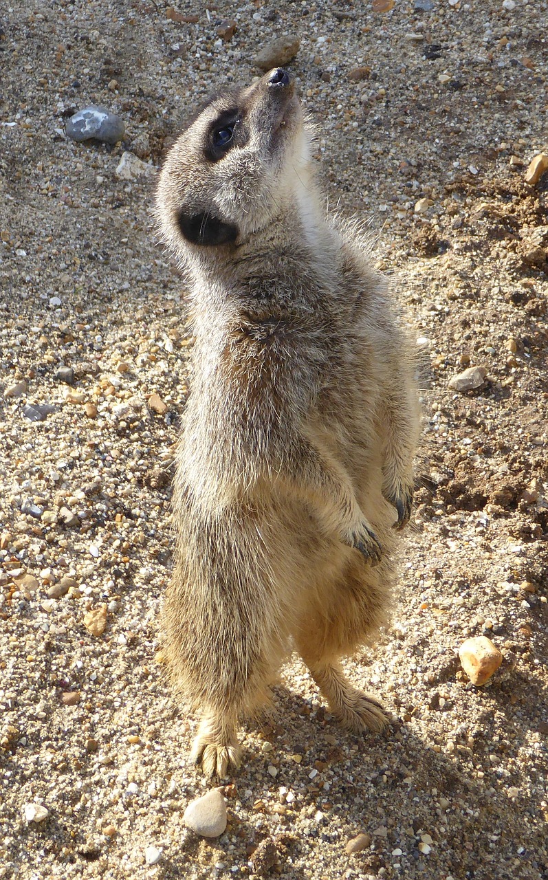 meerkat animal wildlife free photo