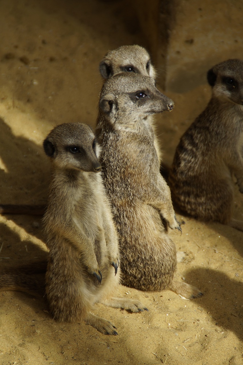 meerkat group colony free photo