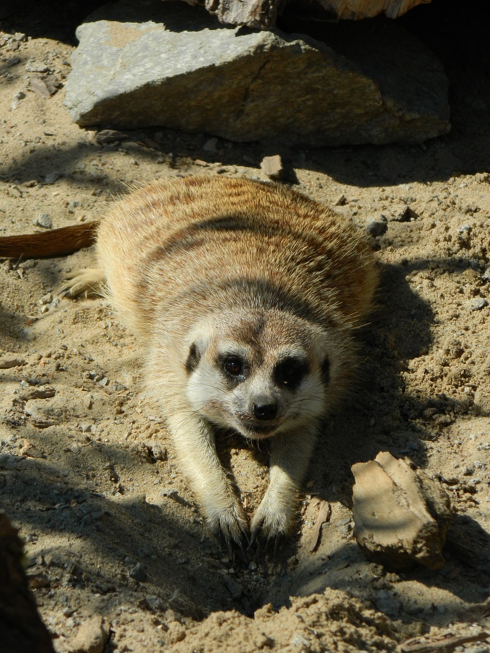 meerkat the zoo animal free photo