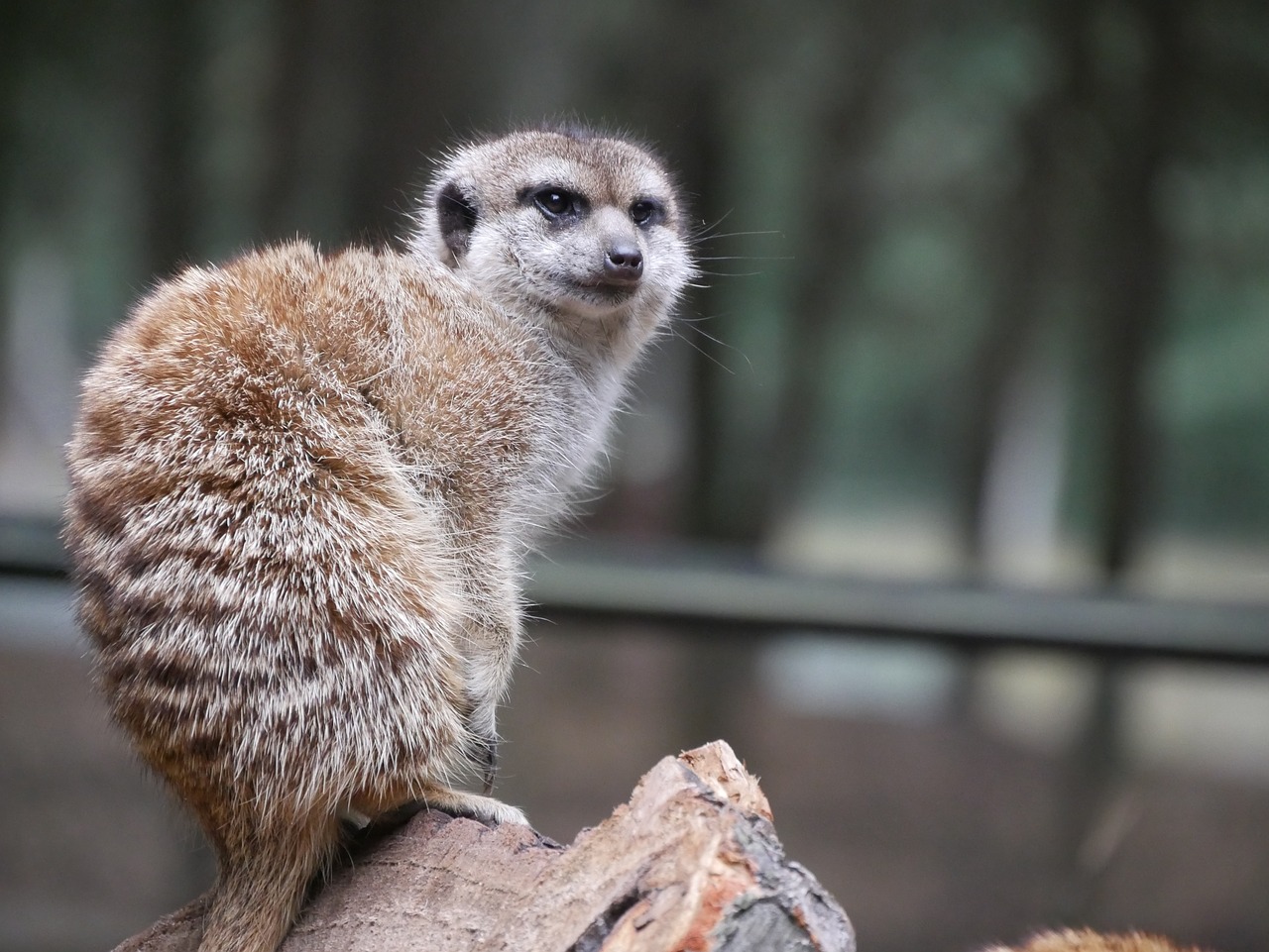 meerkat nature curious free photo