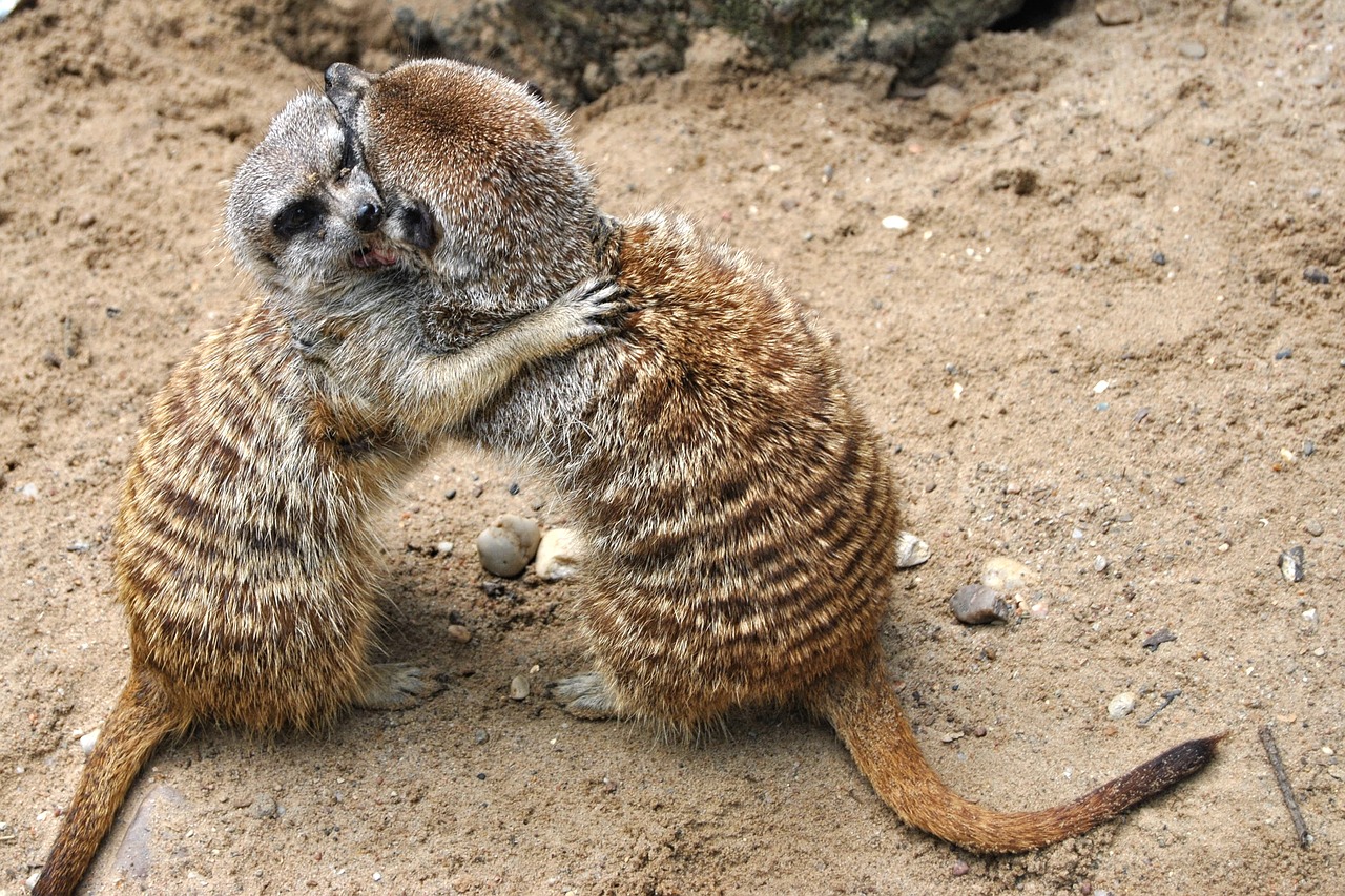 meerkat animal mammal free photo