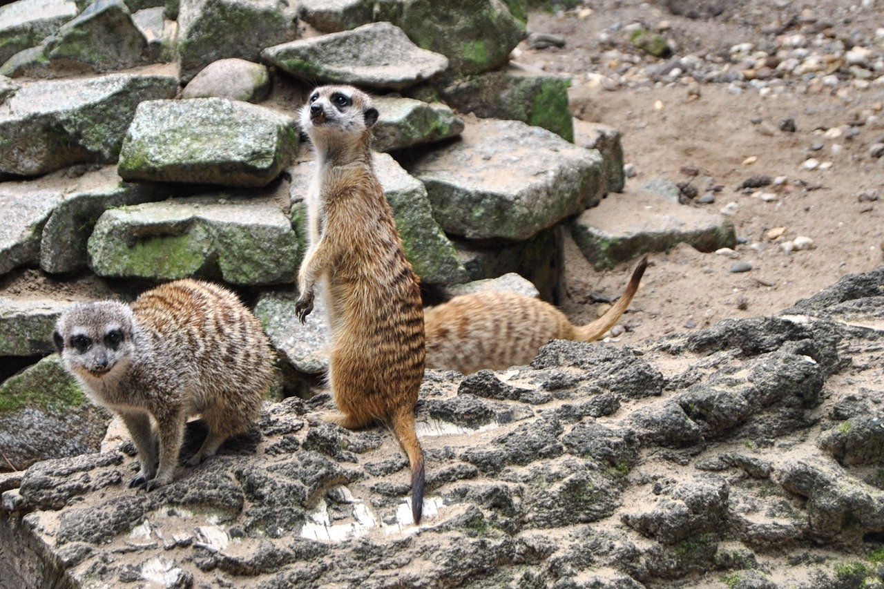 meerkat log animal free photo