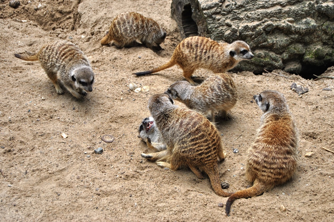 meerkat log animal free photo