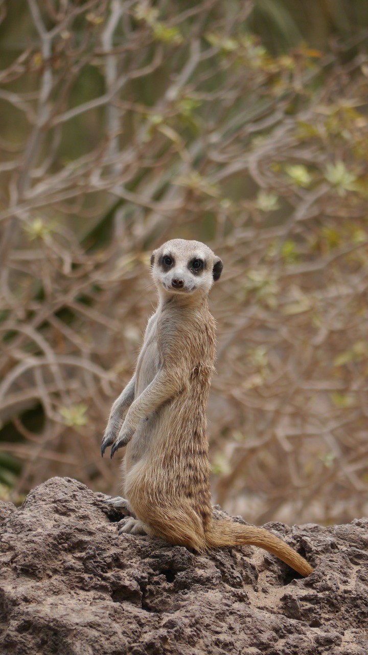 meerkat sweet attention free photo