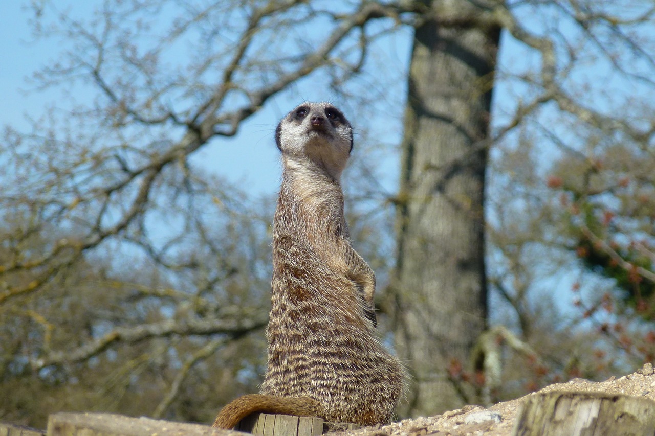 meerkat king watching free photo