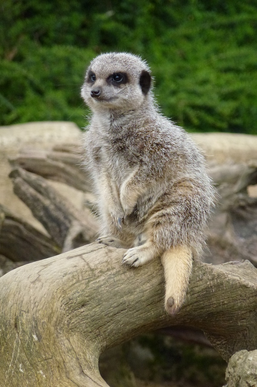 meerkat cotswold wildlife park waiting free photo