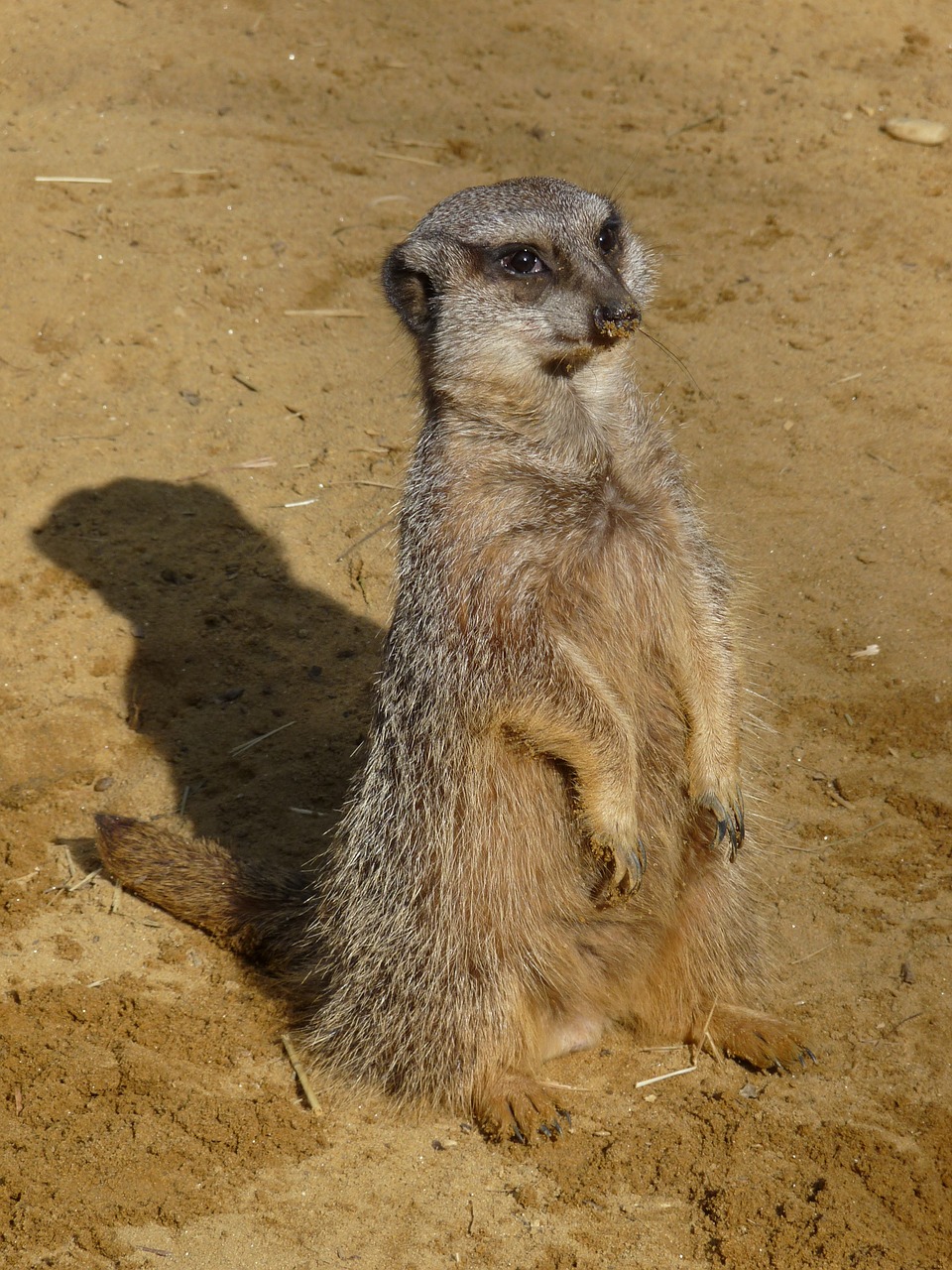 meerkat zoo animal free photo