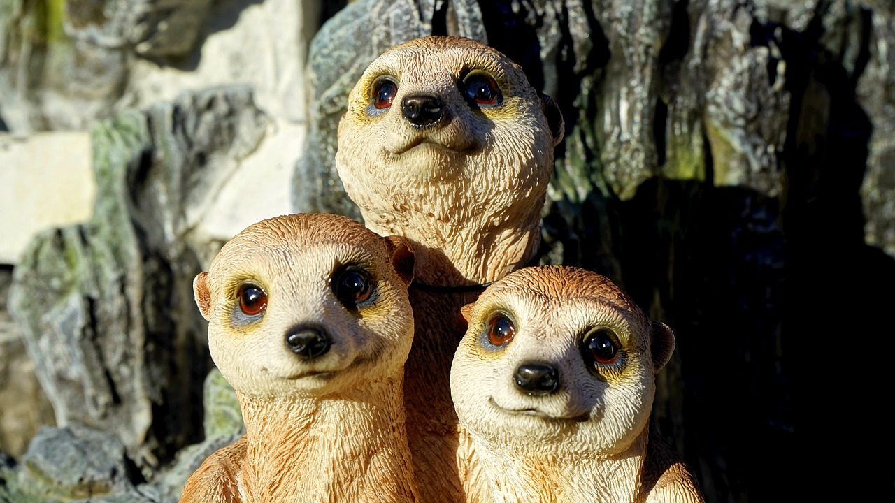 meerkat family animal free photo