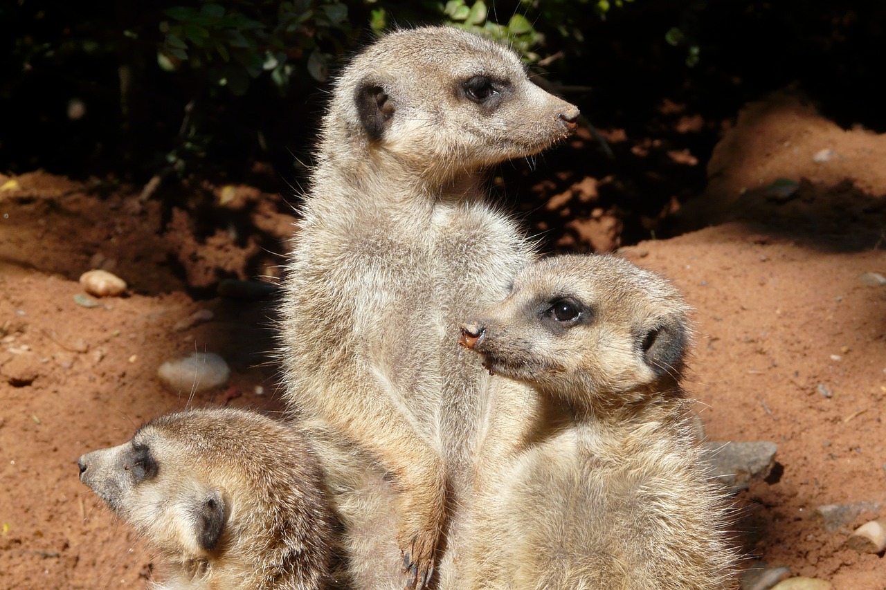 meerkat family attention free photo