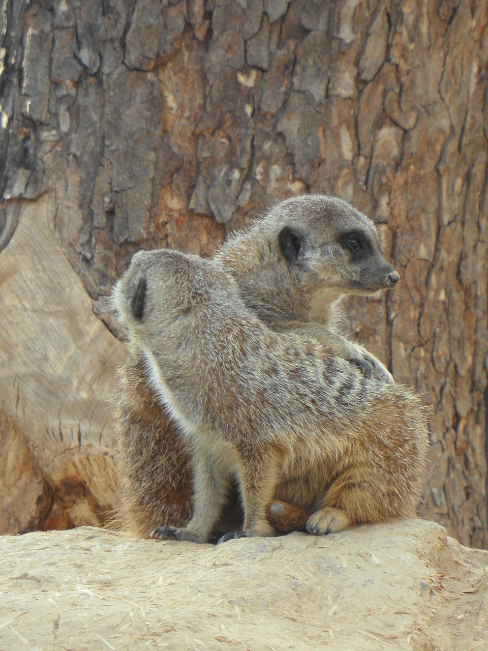 meerkat pair two free photo