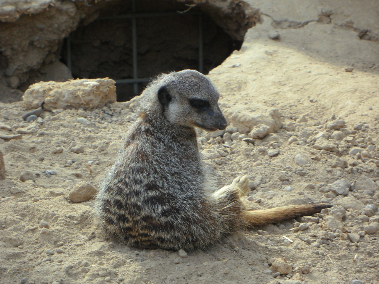 meerkat lonely sit free photo