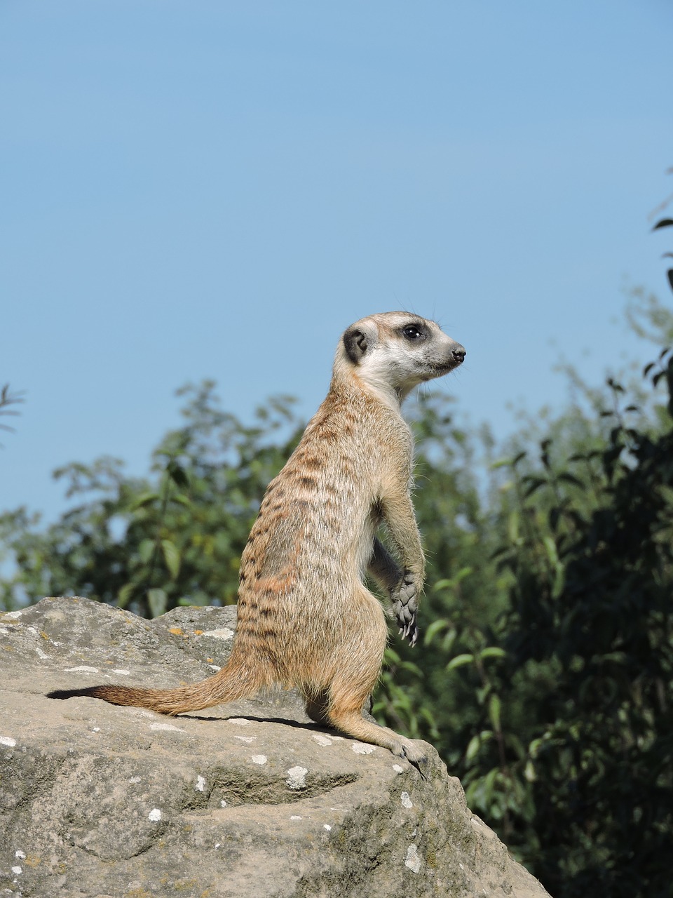 meerkat zoo view free photo