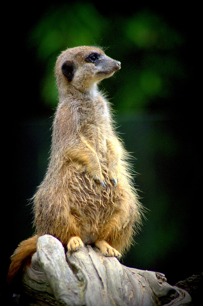 meerkat zoo nature free photo