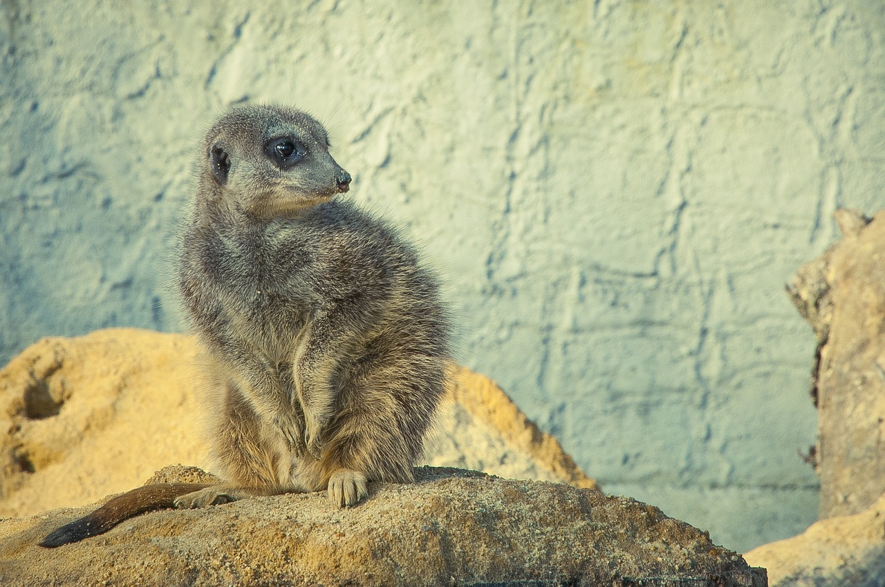 meerkat stone wild animal free photo