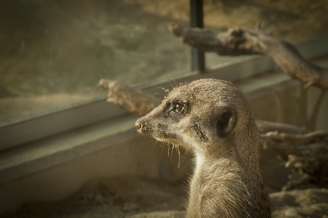 meerkat stone wild animal free photo