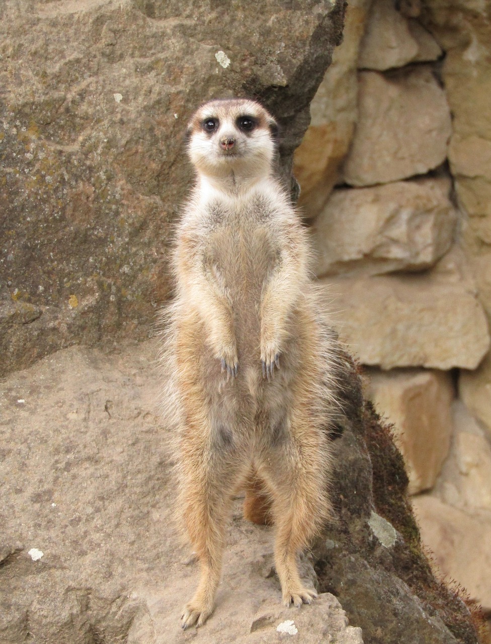 meerkat animal nature free photo