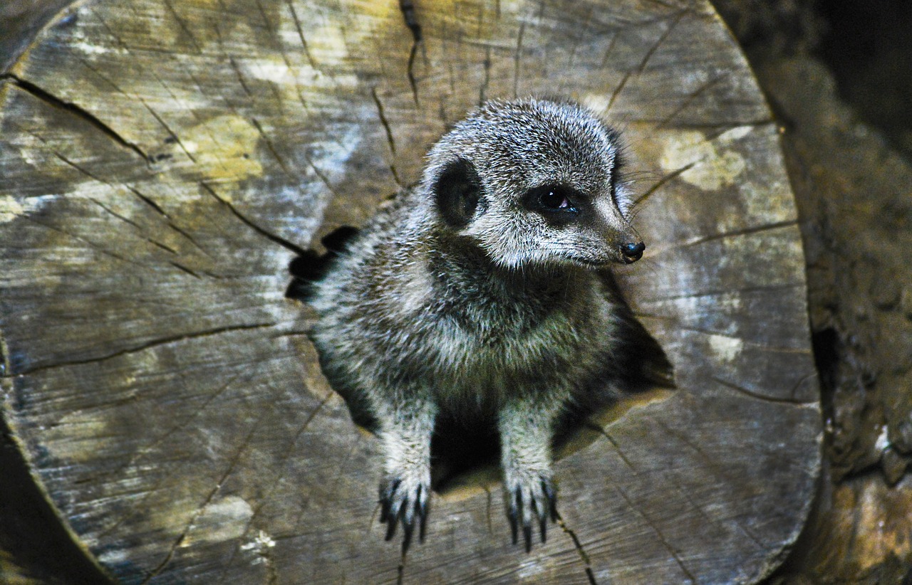 meerkat animal wildlife free photo