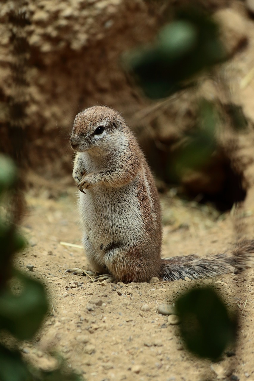 meerkat zoo cute free photo