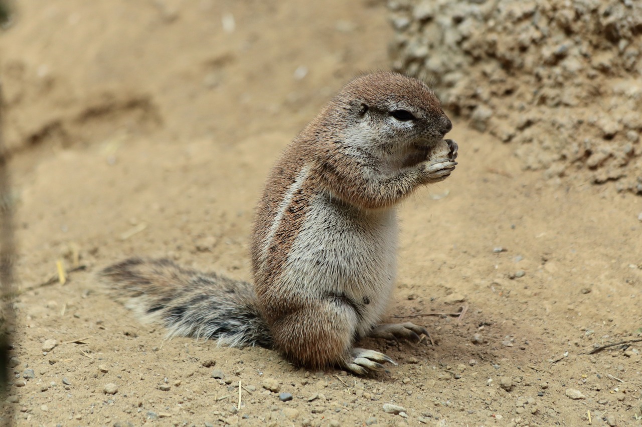 meerkat zoo animals free photo