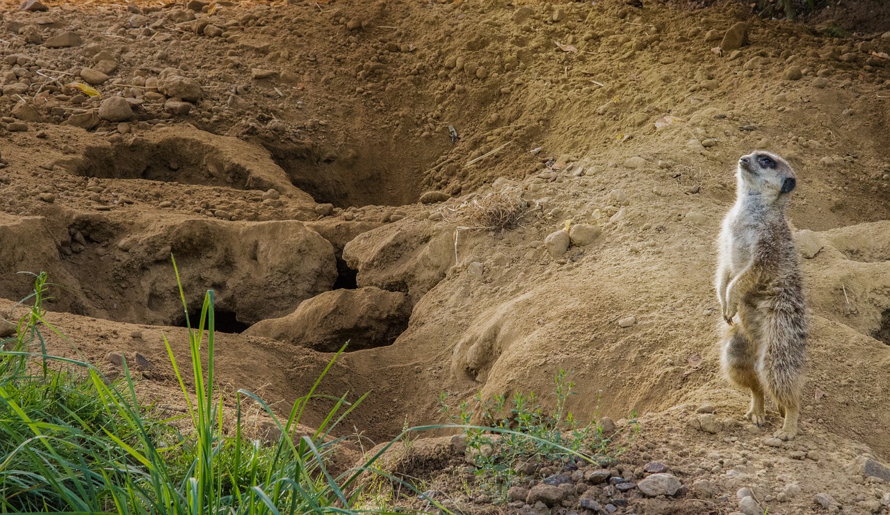 meerkat animal zoo free photo