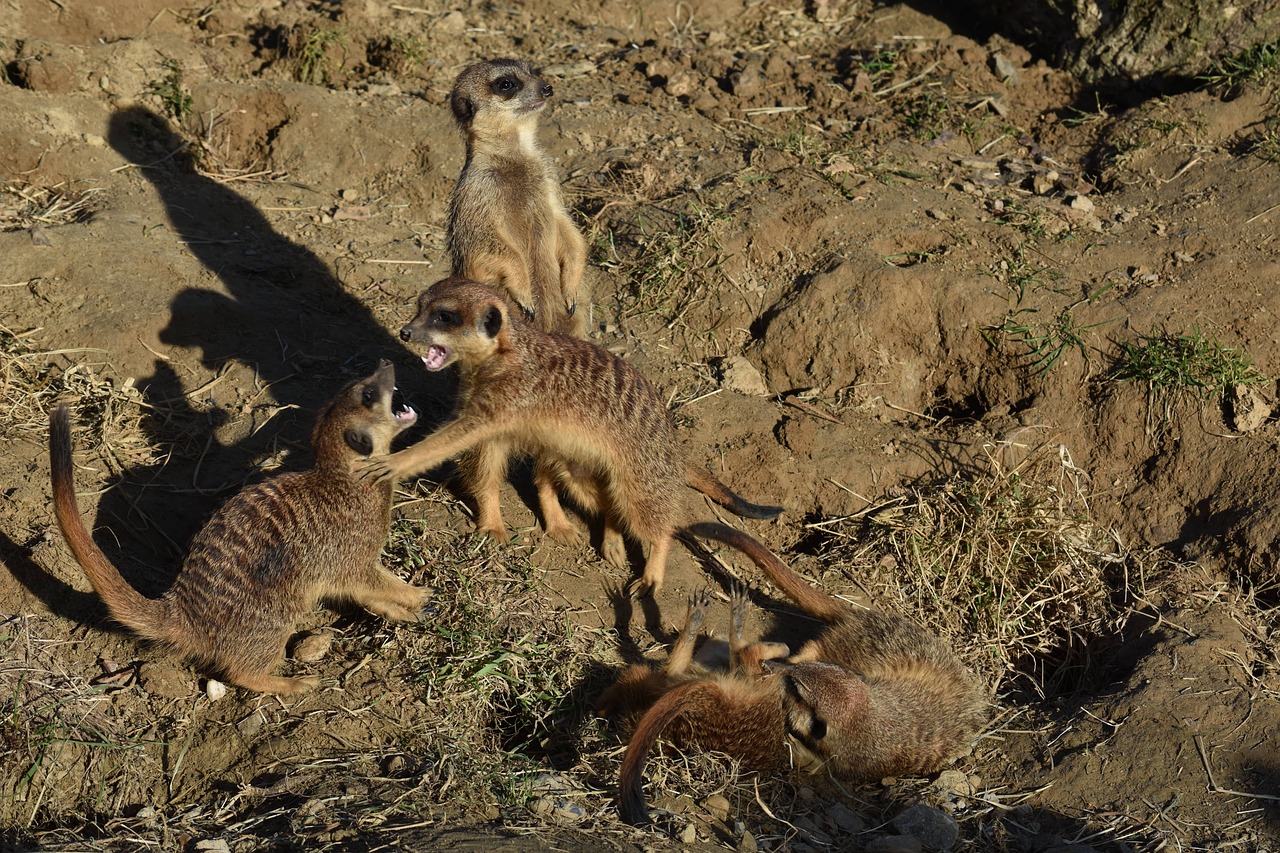 meerkat fight nature free photo