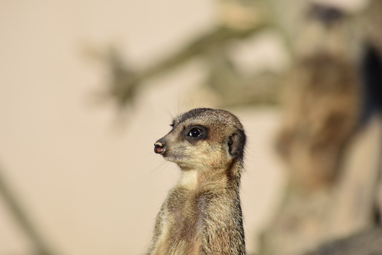 meerkat nature mammal free photo