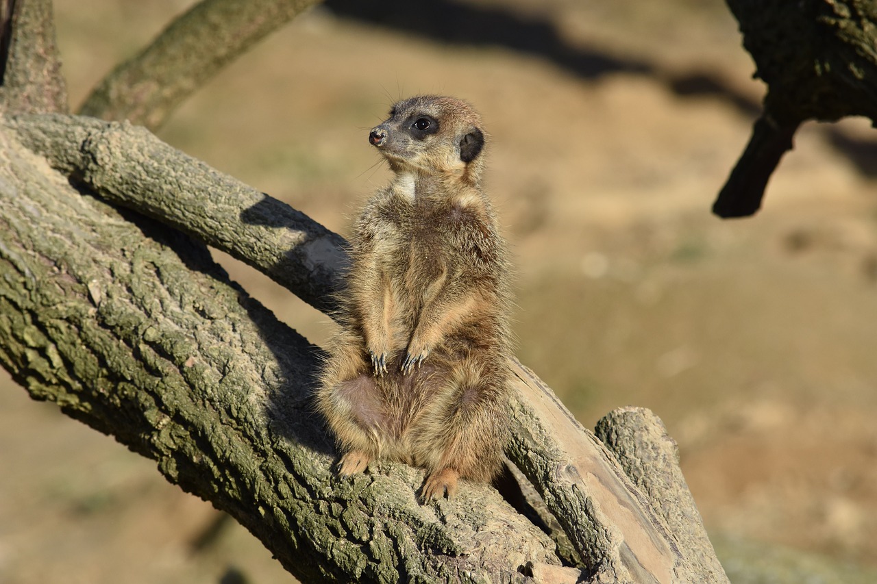 meerkat nature mammal free photo