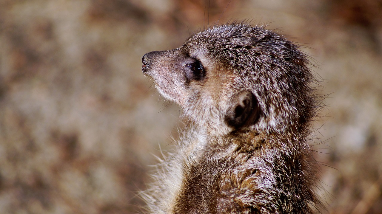 meerkat timon nature free photo