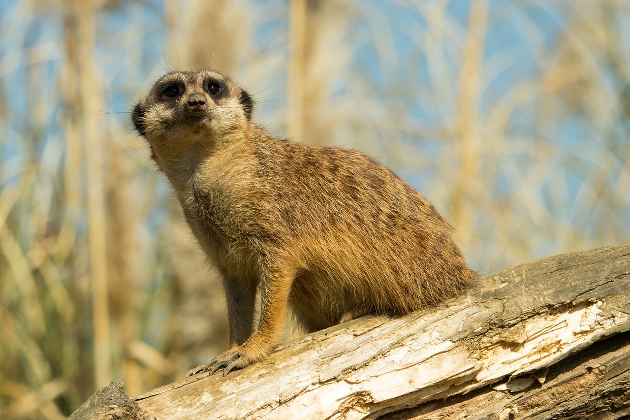 meerkat zoo animal free photo