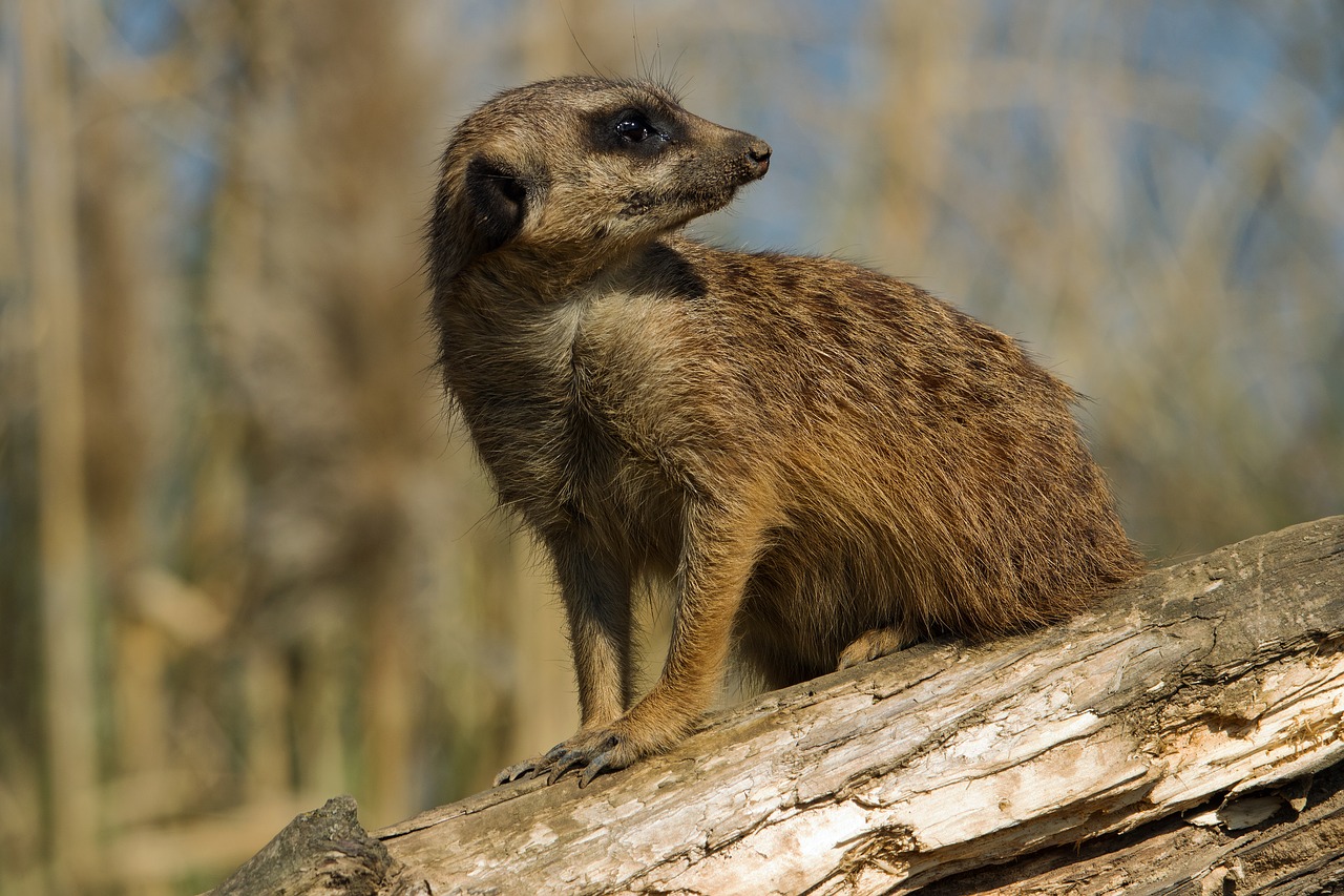 meerkat zoo animal free photo