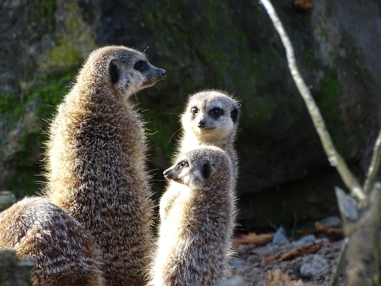 meerkat animal mammal free photo