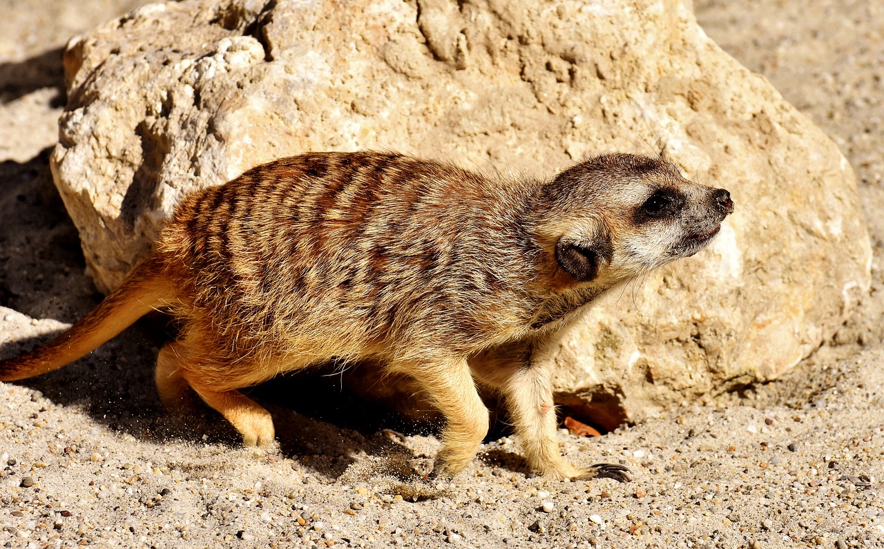 meerkat cute curious free photo