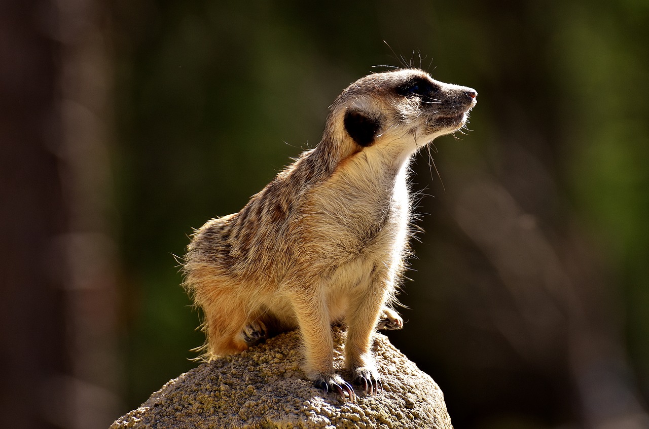 meerkat cute curious free photo