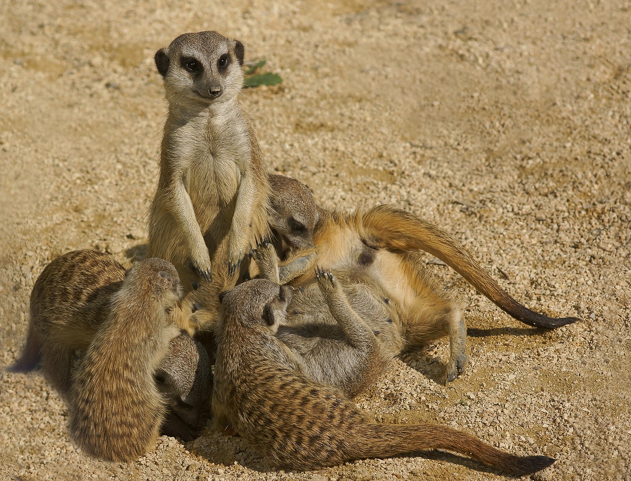 meerkat family zoo free photo