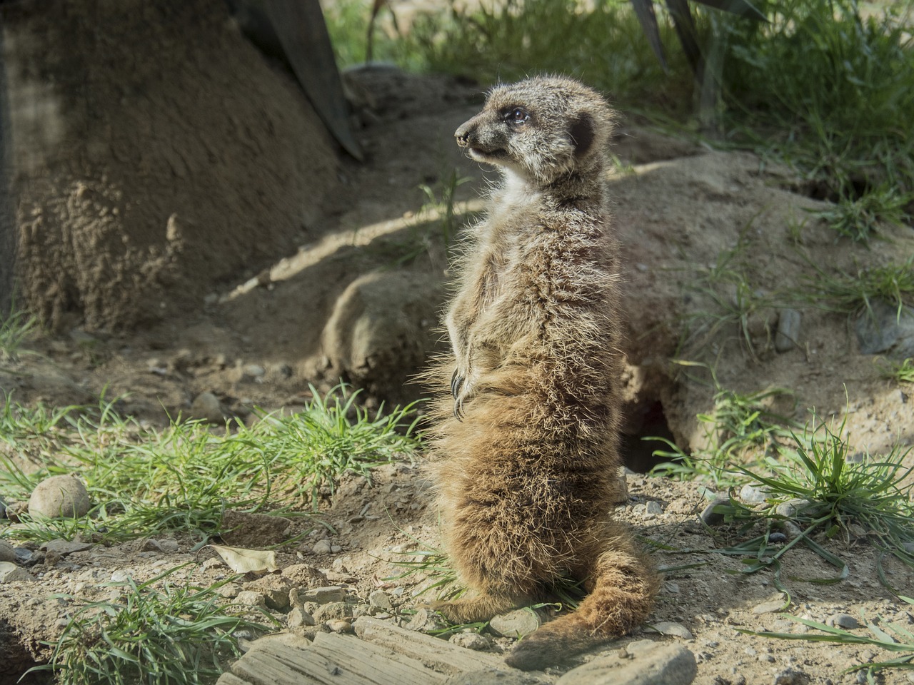 meerkat watchman dawn free photo