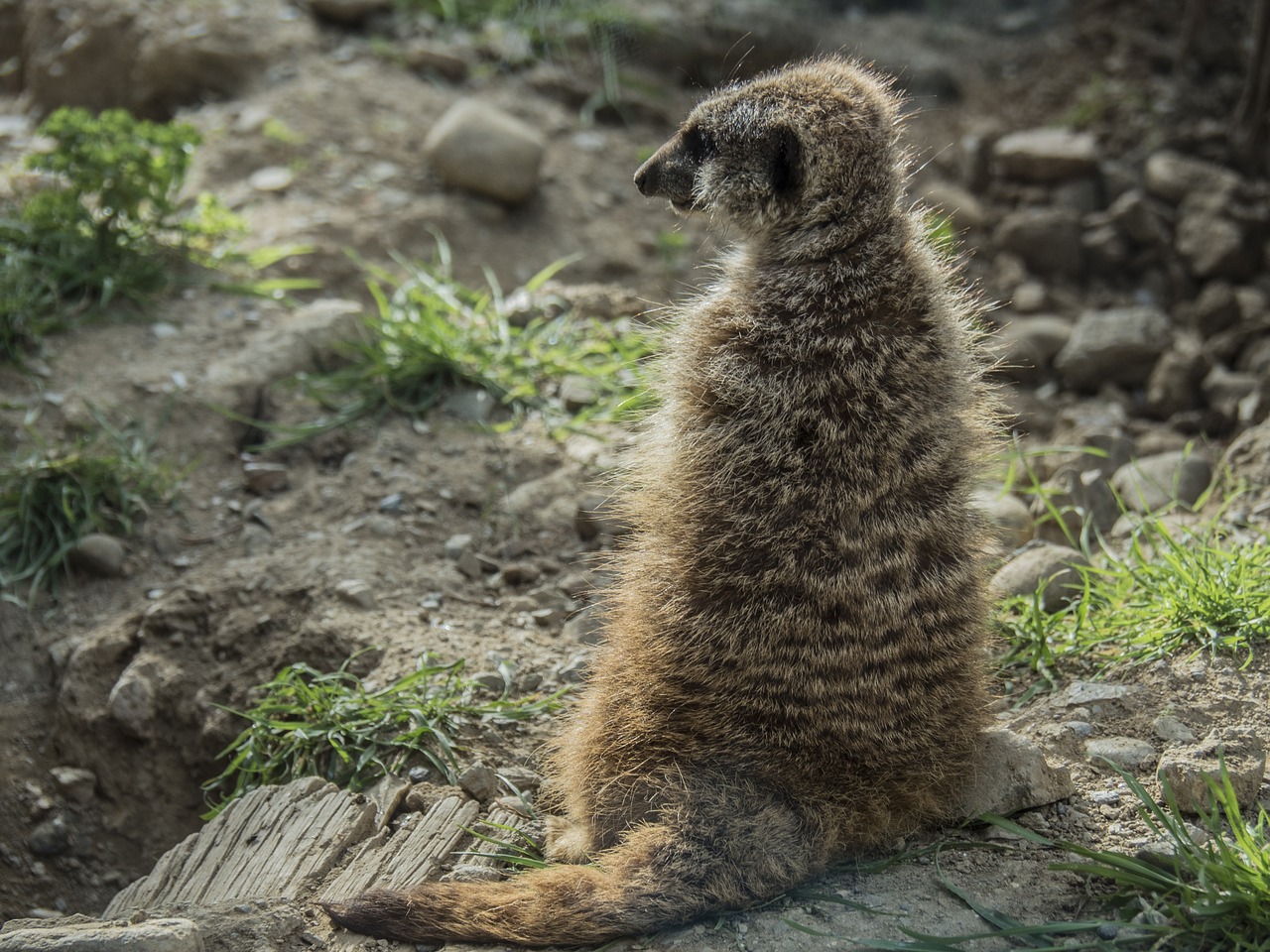 meerkat watchman dawn free photo