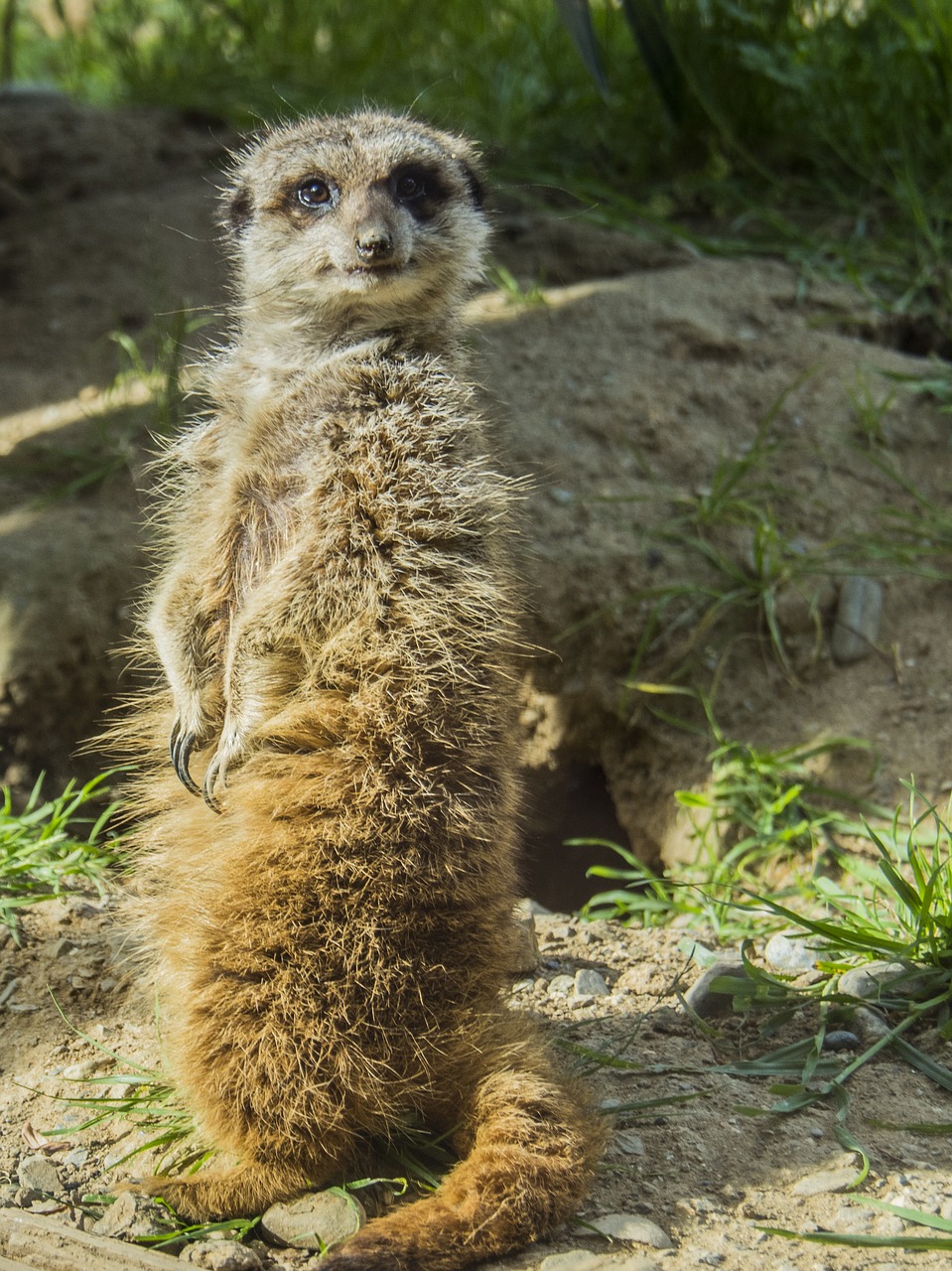 meerkat watchman dawn free photo