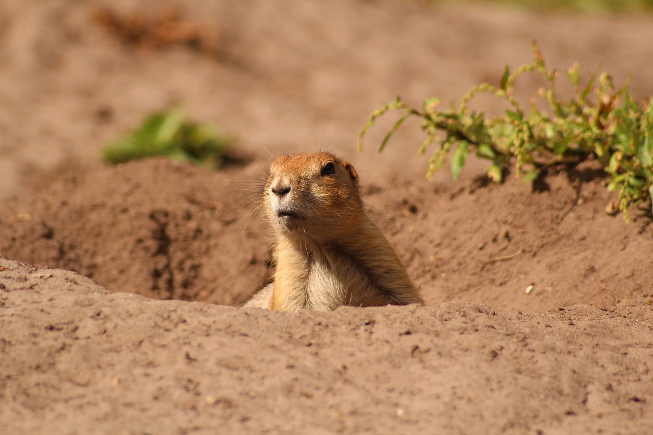 meerkat cute zoo free photo