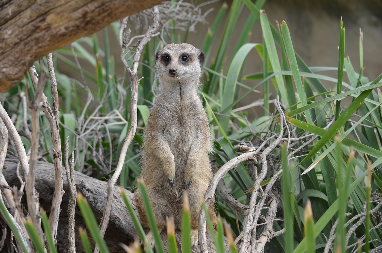 meerkat mammal animal free photo