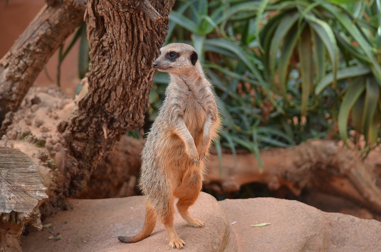 meerkat mammal animal free photo