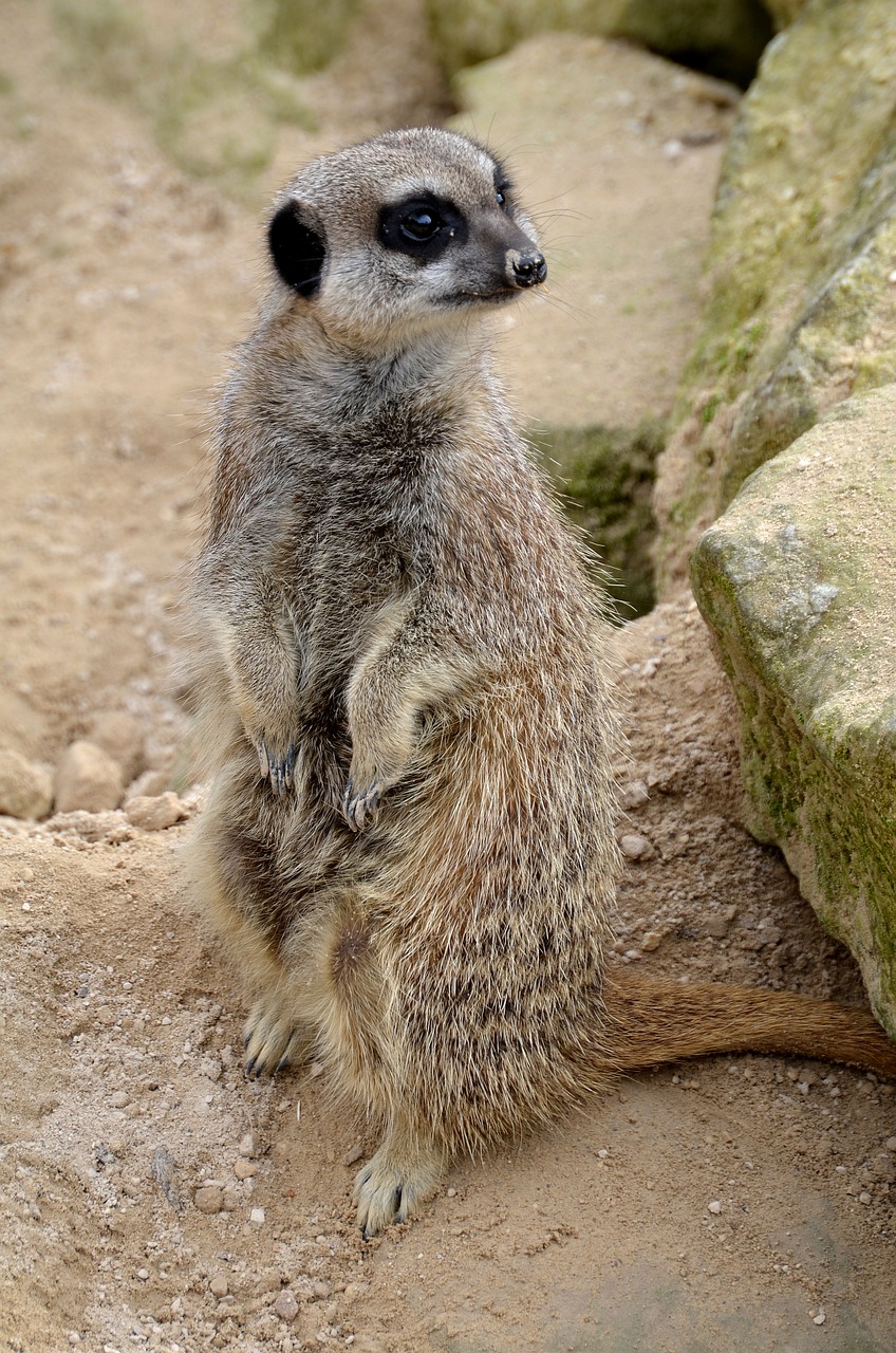 meerkat animal wild free photo
