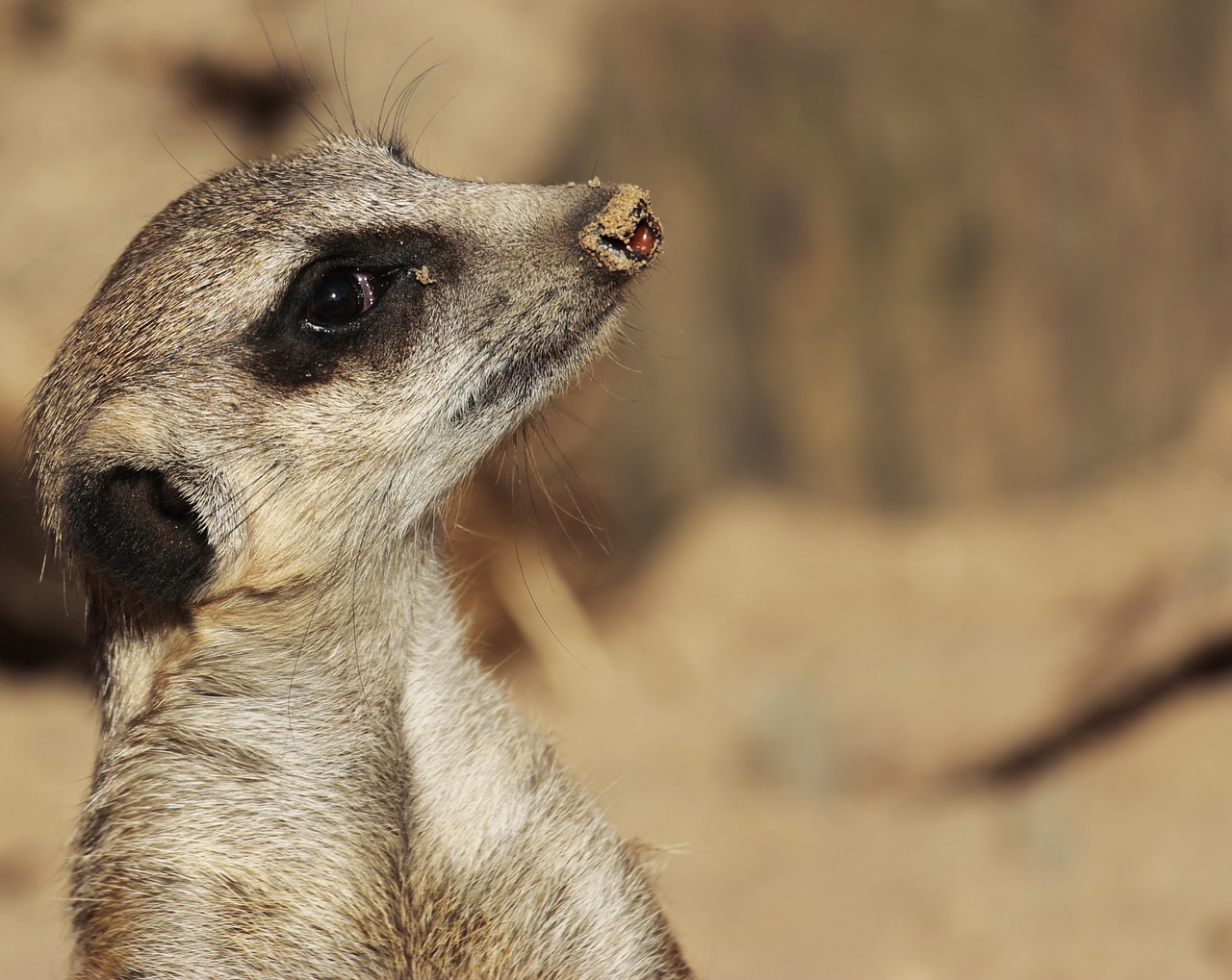 meerkat animal wild animal free photo